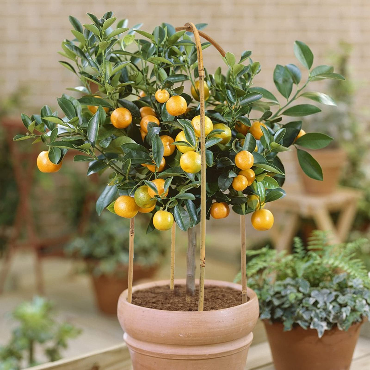 Coloch climbing plants stake installation helps guide ivy, orchids, and roses.