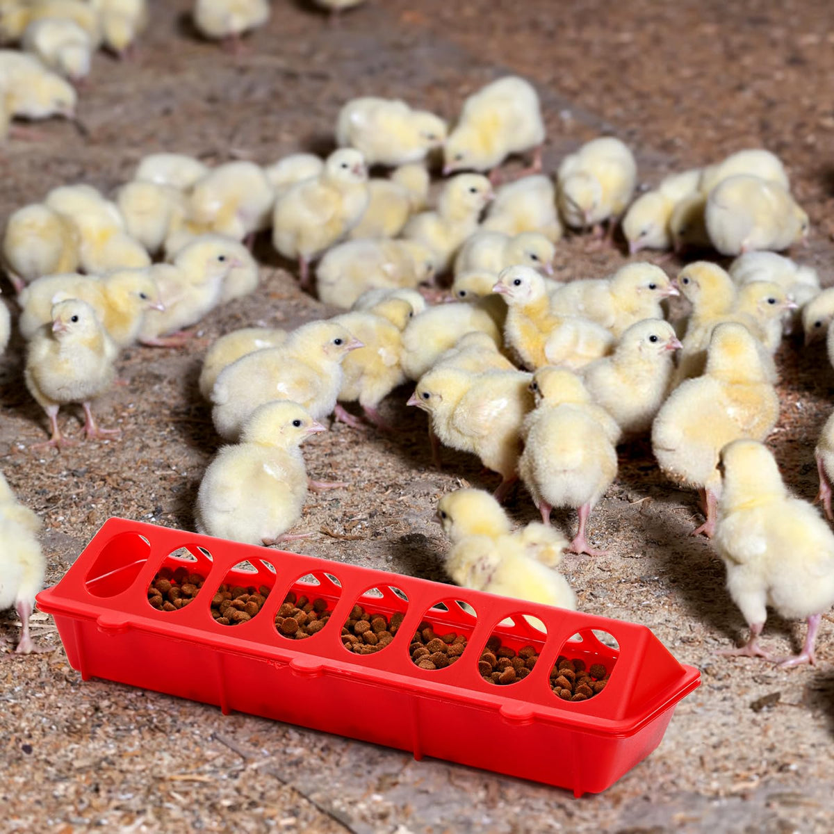 Coloch versatile poultry feeder suits chicks, quails, ducks, and parrots.