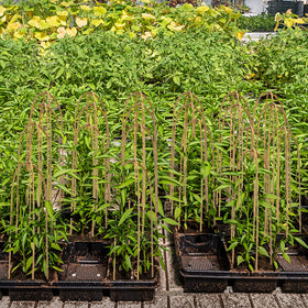 Coloch ivy, orchid, and roses support for indoor and outdoor use.