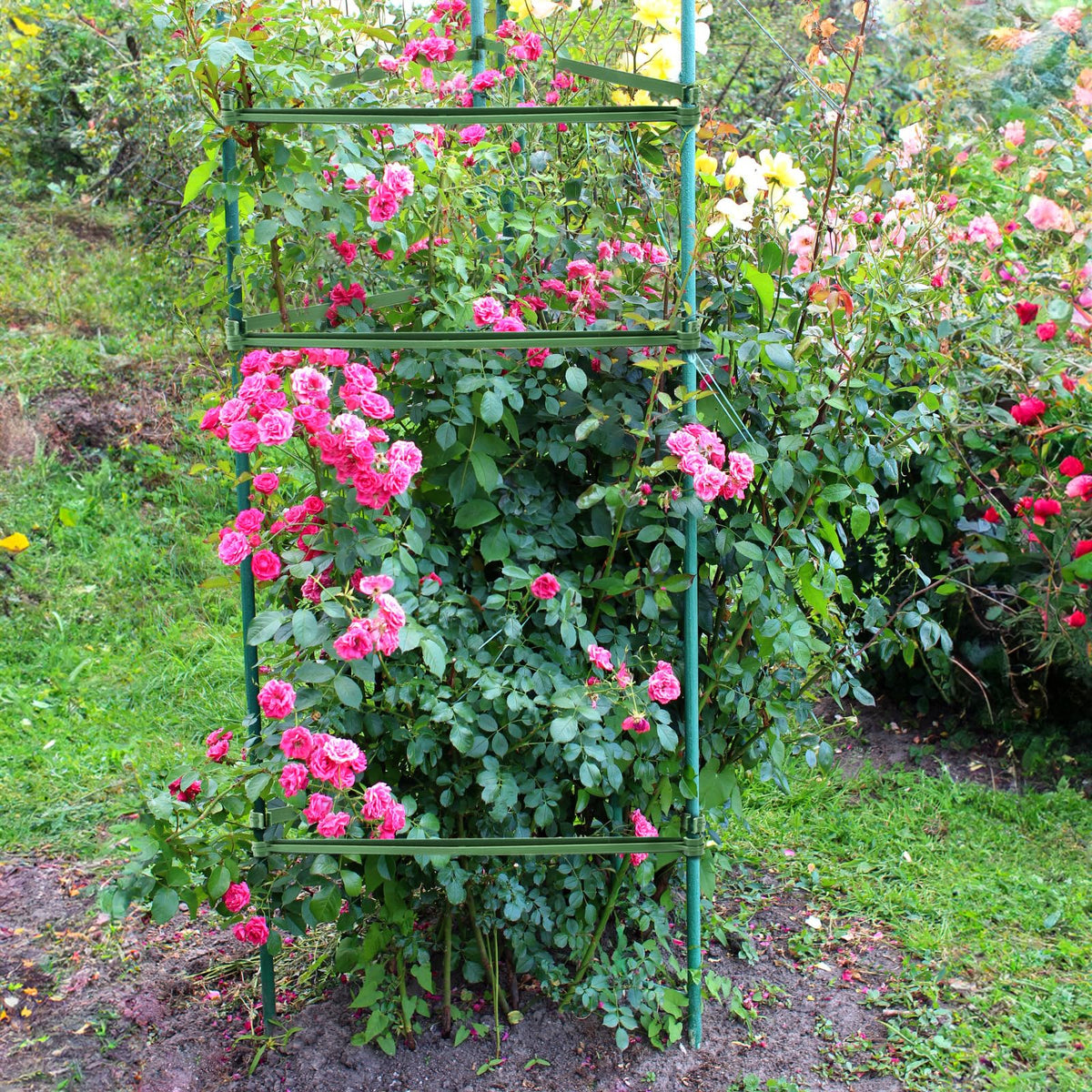 Coloch universal stake arm clip for climbing plants enhances stability.