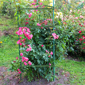 Coloch universal stake arm clip for climbing plants enhances stability.