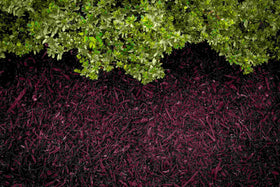 ColorBack Brown Mulch Dye coverage 3200 sqft highlights economical way to revitalize large landscape areas.
