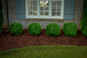 ColorBack Brown Mulch Dye mulch-chips refresh shows deep, long-lasting color on wood chips.