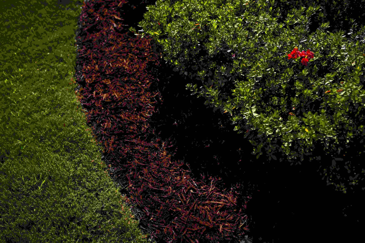 ColorBack Brown Mulch Dye pump sprayer application delivers quick color refresh with easy spraying.