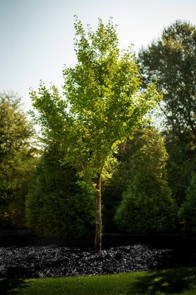COLORBACK durable mulch color adheres to pine straw for months.