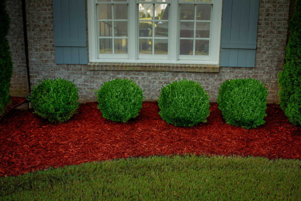 COLORBACK Red Mulch Dye on bark mulch enhances the mulch color.