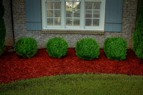 COLORBACK Red Mulch Dye on bark mulch enhances the mulch color.