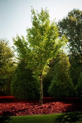 COLORBACK Red Mulch Dye helps winterize beds by maintaining color and reducing weeds.