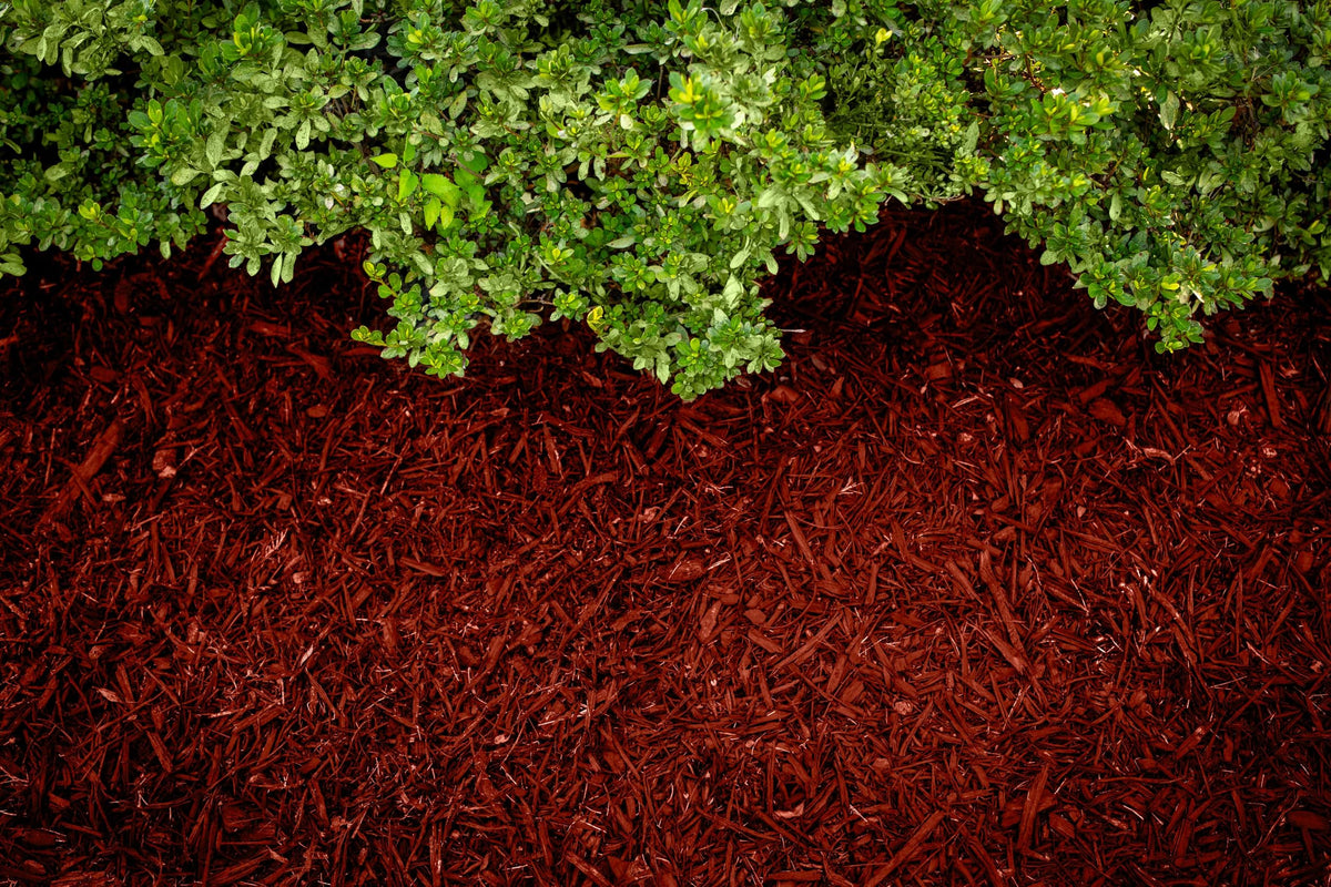 COLORBACK Red Mulch Dye on wood chips deepens the natural red hue.