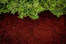 COLORBACK Red Mulch Dye on wood chips deepens the natural red hue.