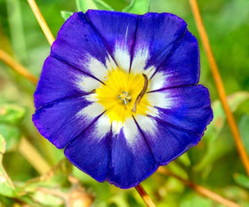 Colorful morning glory blooms enliven outdoor spaces with vertical garden potential.