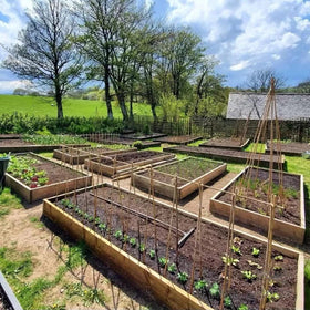 COLOtime heat treated bamboo stakes shown in a sunny garden scene