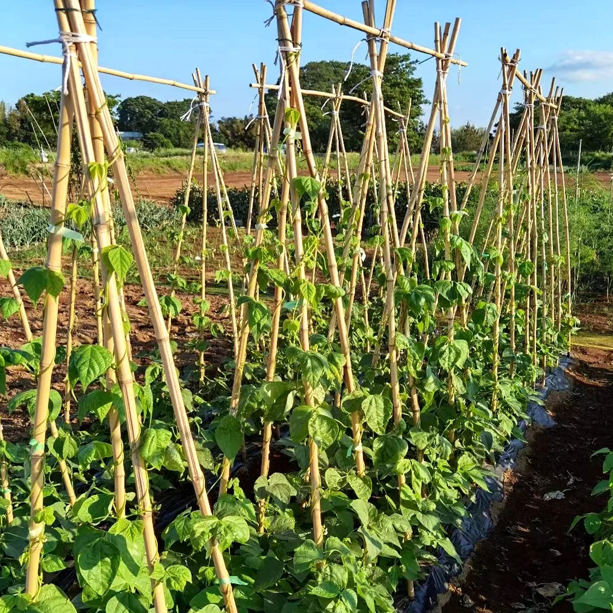 Outdoor Colotime stakes support multiple plants season after season.