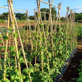 Outdoor Colotime stakes support multiple plants season after season.