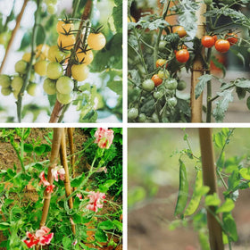 DIY trellis assembly using COLOtime bamboo stakes of different lengths