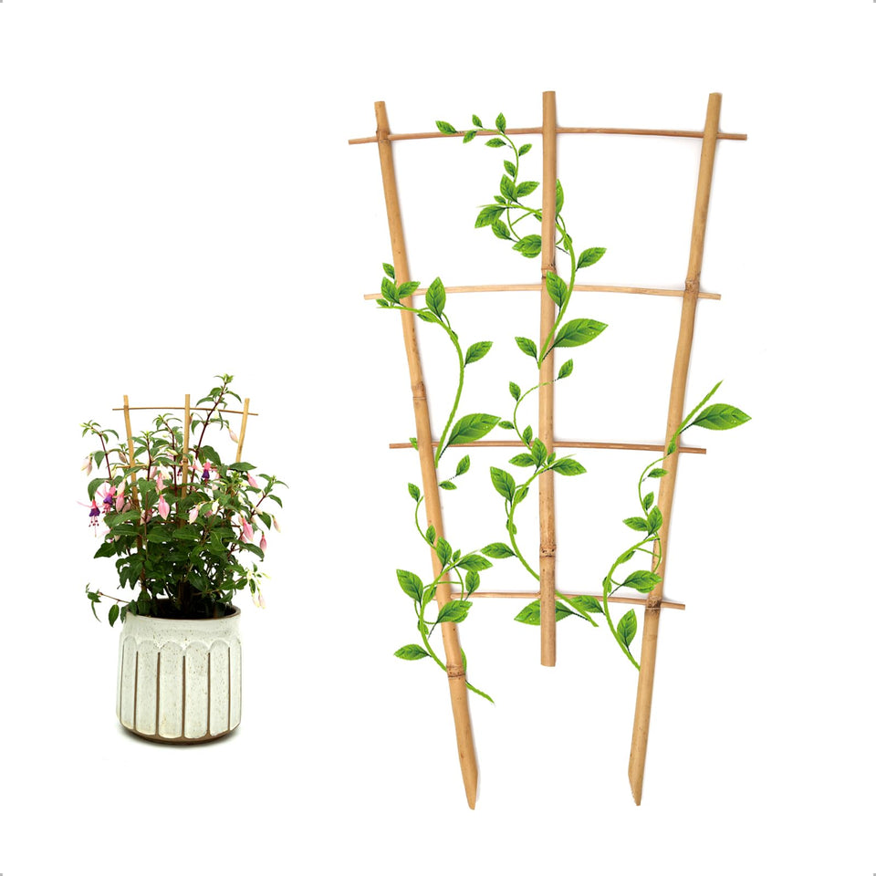 COLOtime bamboo trellis 16-inch fan-shaped setup supports climbing plants and promotes neat growth.
