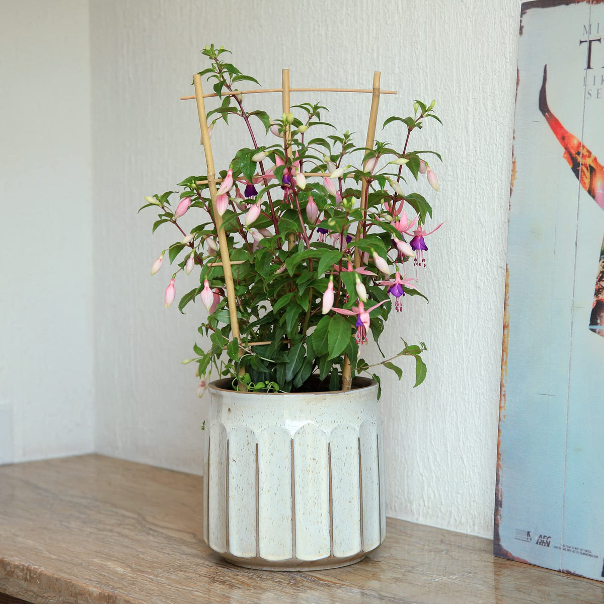 Three-pack offers versatile arrangement options for different plant sizes.