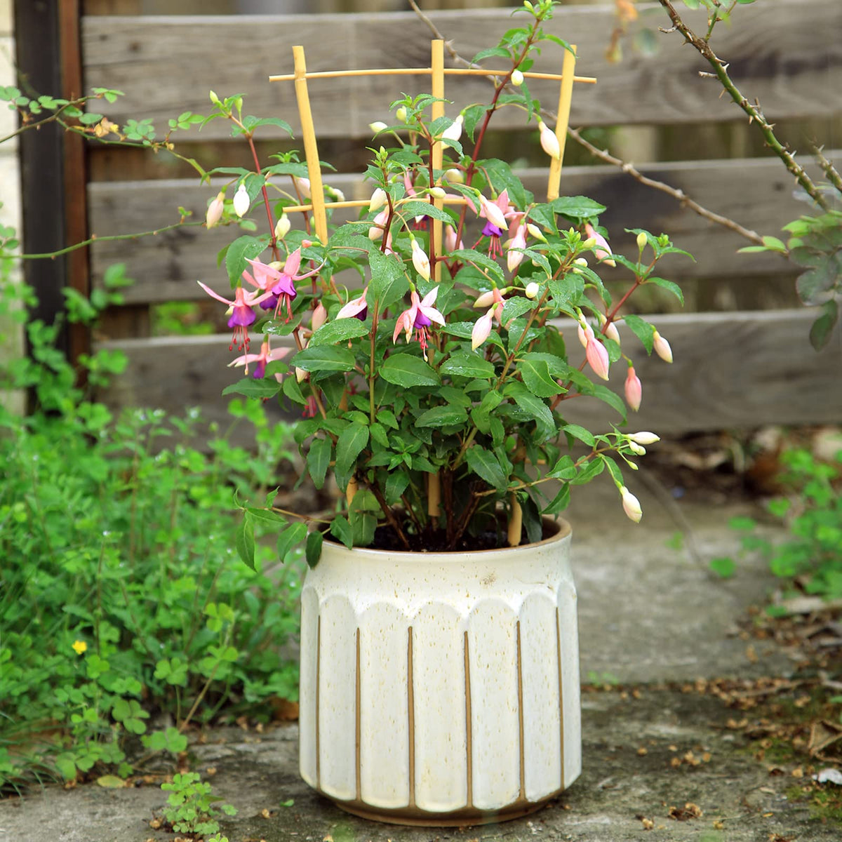 Simple insertion into pots helps climbers grow toward the light.