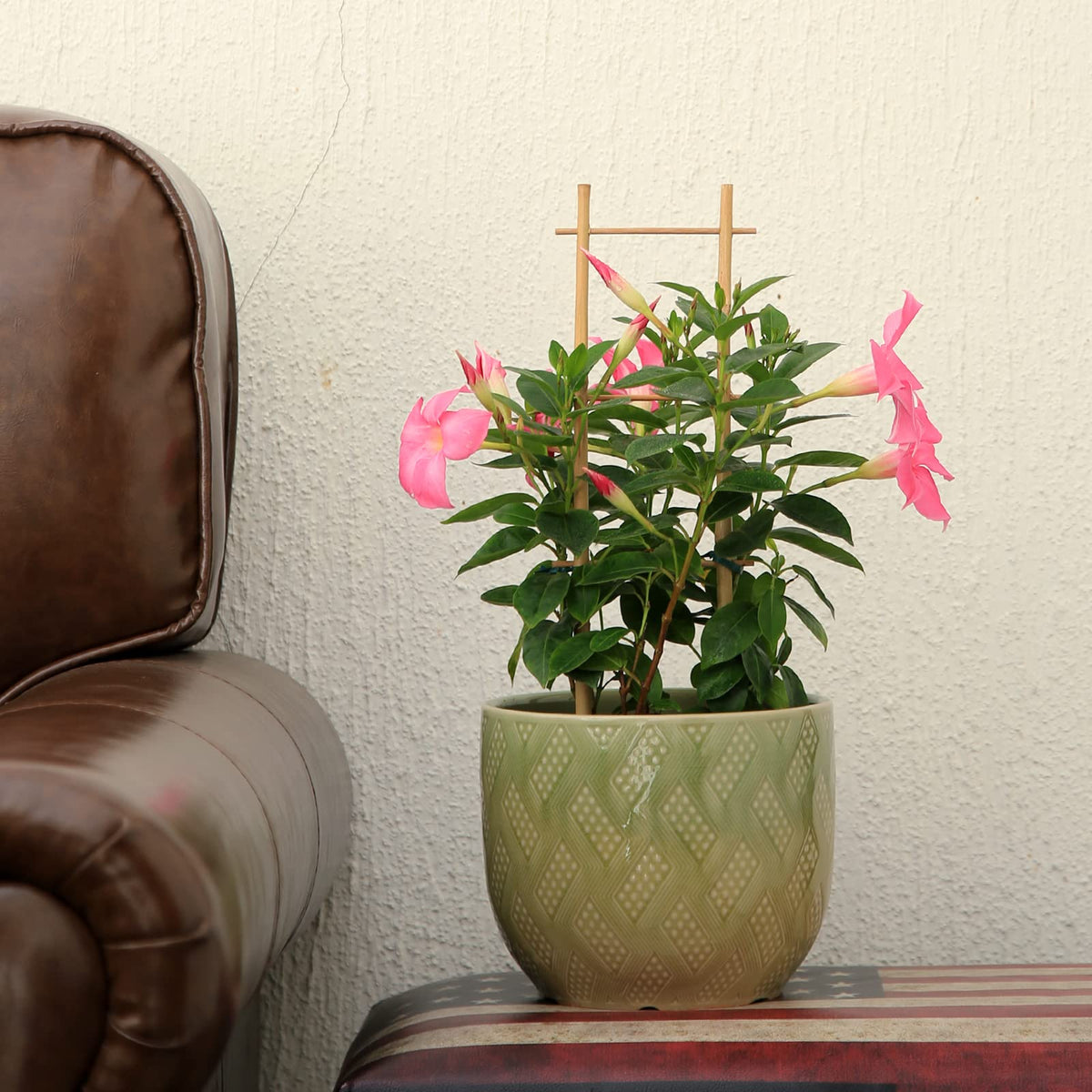 COLOtime bamboo trellis ladder diy assembly simplifies plant training.