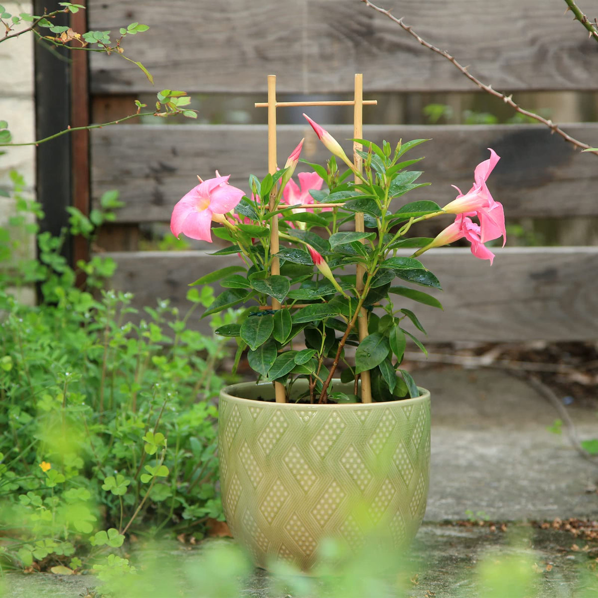 COLOtime bamboo trellis ladder hoya aesthetic enhances display.