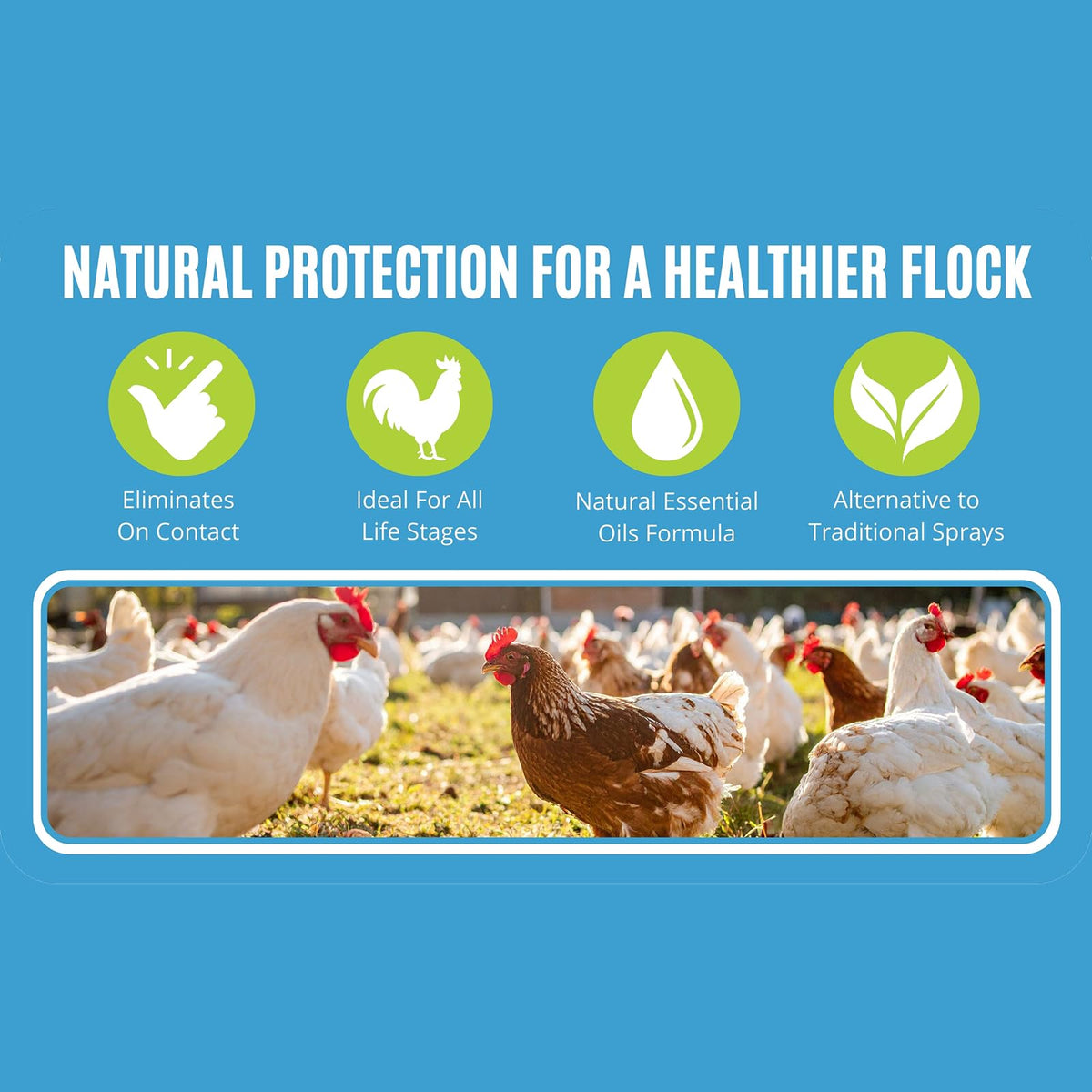 Outdoor enclosure spray helps deter pests while chickens roam.
