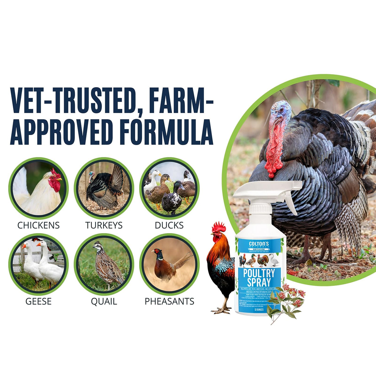Roosts and bedding treated with Colton’s Naturals spray for a fresher coop.