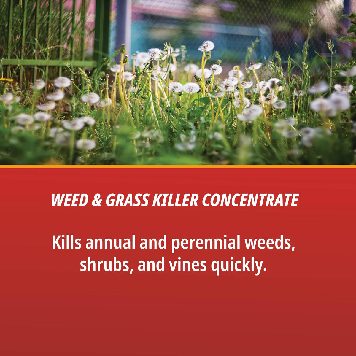 Eraser label-front shows 41% glyphosate formulation
