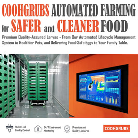 COOHGRUBS BSF larvae bag interior shows golden larvae with no fillers