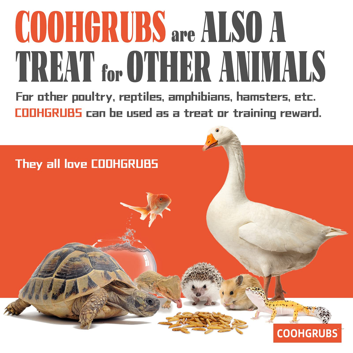 Adult chickens enjoying COOHGRUBS as a tasty protein-rich treat.