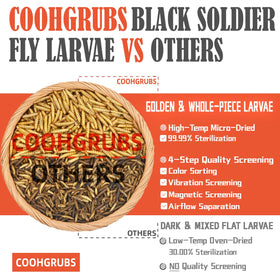 Chickens foraging for COOHGRUBS BSF larvae, encouraging natural pecking and vitality.