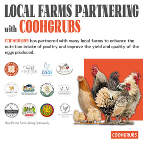 COOHGRUBS BSF larvae support stronger eggshells with calcium-rich nutrition.