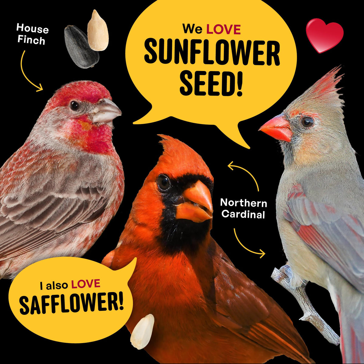 Cool Birds Cardinal & Crew feeder-ready blend boosts evening bird activity in your yard.