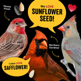 Cool Birds Cardinal & Crew feeder-ready blend boosts evening bird activity in your yard.