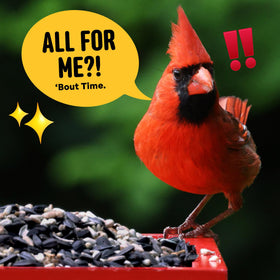 Cool Birds Cardinal & Crew bag open shows grain mix with no corn, millet, or milo.