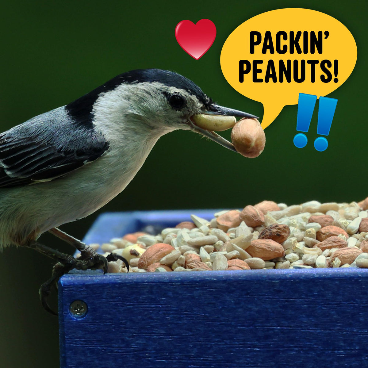 Cool Birds cardinals grosbeaks and finches enjoy