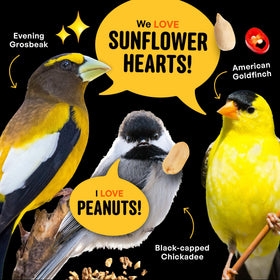 Cool Birds No shell waste scene illustrating tidy, mess-free backyard feeding.