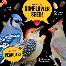 COOL BIRDS Nut & Fruit seed feeder setup beside birds.