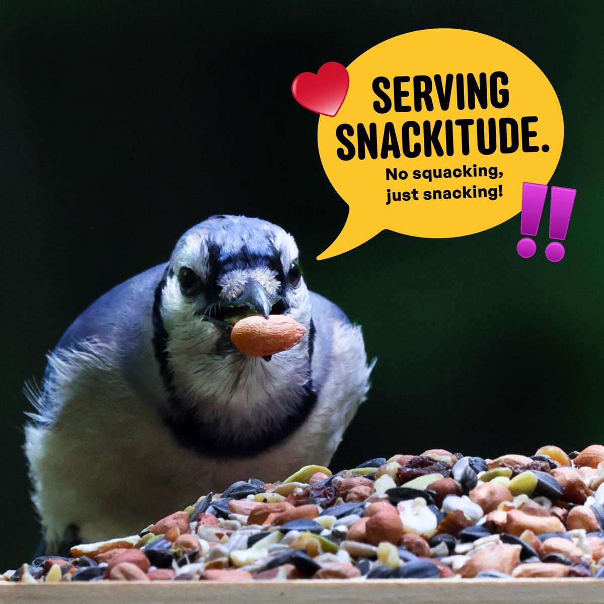 COOL BIRDS Nut & Fruit seed without corn or millet promotes efficient feeding.