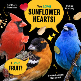 COOL BIRDS real fruit papaya raisins: natural sweetness loved by many birds.