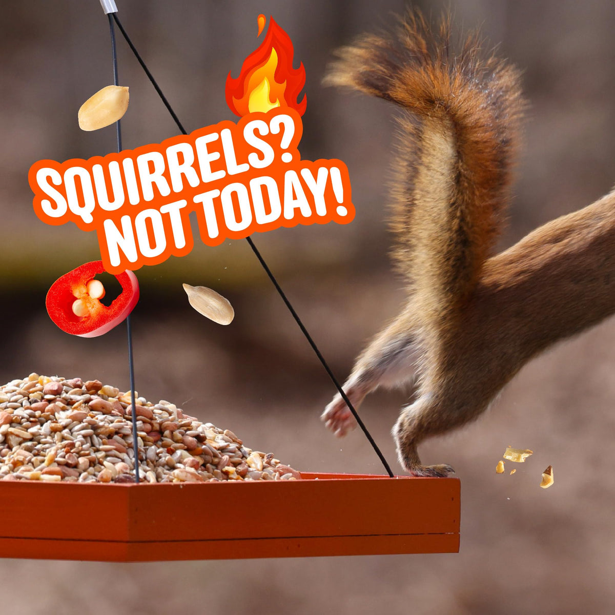 Cool Birds squirrel deterrent action showing peppers and deterred nibbling.