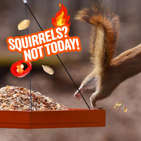 Cool Birds squirrel deterrent action showing peppers and deterred nibbling.