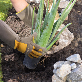 COOLJOB cactus-ready gloves protect forearms from spines during trimming.