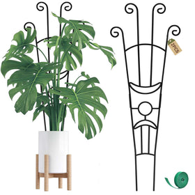 Coomin 32.6in Monstera plant support stake assembly enables sturdy vertical growth.