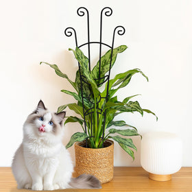 Indoor or outdoor compatibility supports versatile styling.