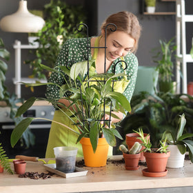Coomin rubber plant trellis strengthens stems and provides climbing space.