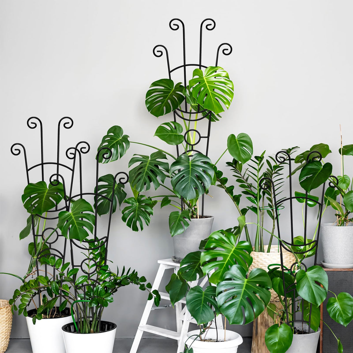 Two-pack value helps trellis multiple plants or corners.