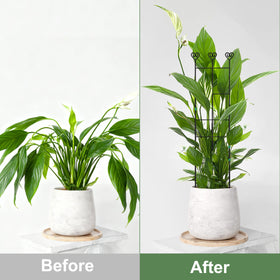 Coomin soft ties roll secures stems gently without damage.