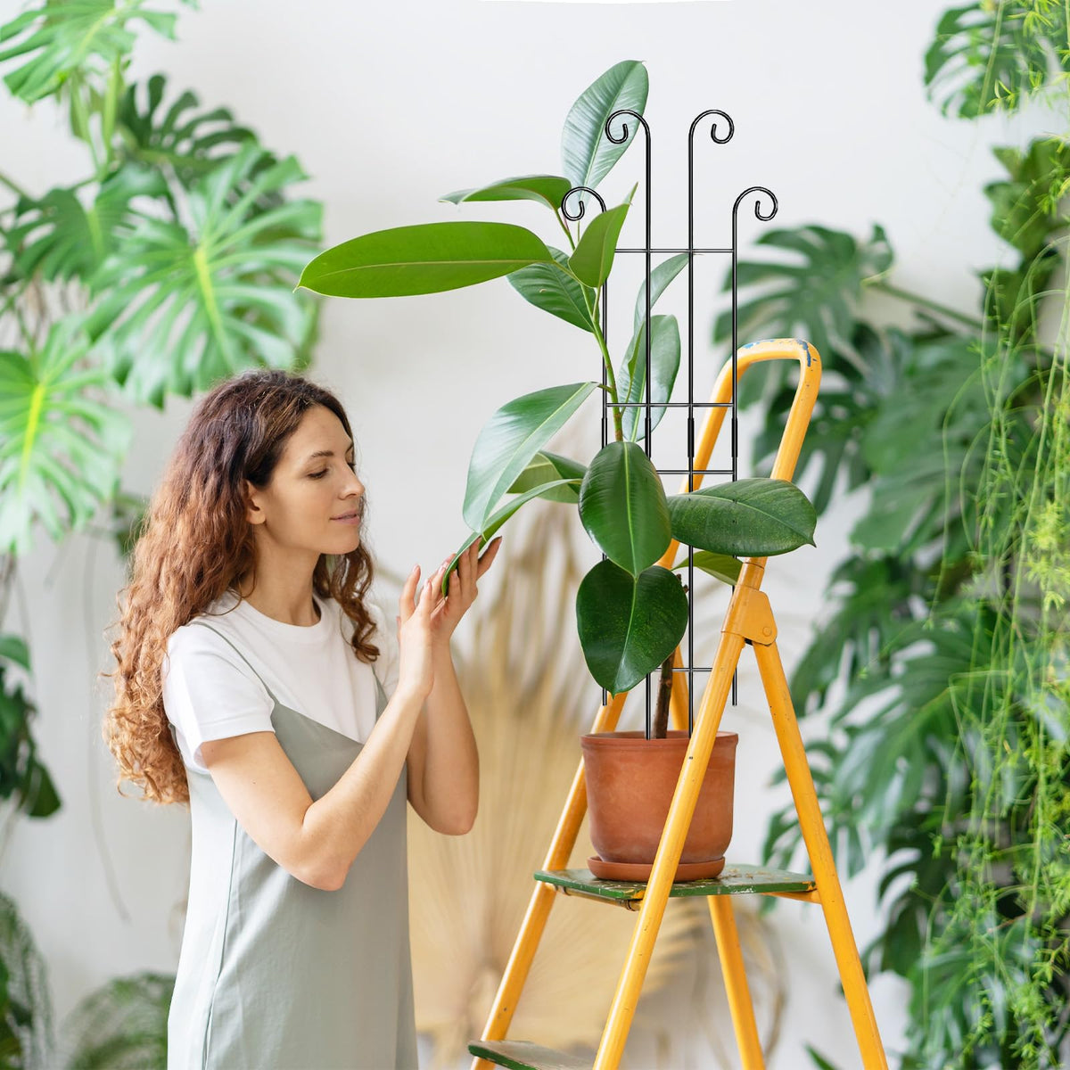 Coomin sturdy indoor trellis demonstrates durable, rust-resistant stakes for climbing plants.