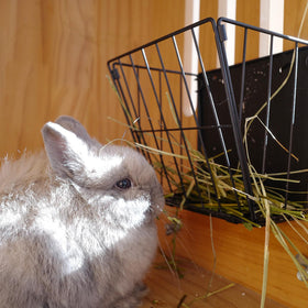 Cooncicy black finish adds sleek style to any bunny setup.