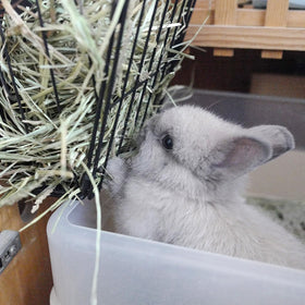 Cooncicy rabbit hay feeder keeps enclosure tidy and reduces hay scattering.